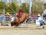 Currituck Heritage Bulls & BBQ