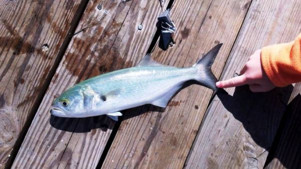 Fishing Frenzy Catching Fish On The Outer Banks