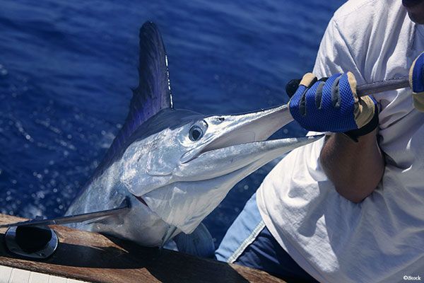 Fishing charters in store the outer banks