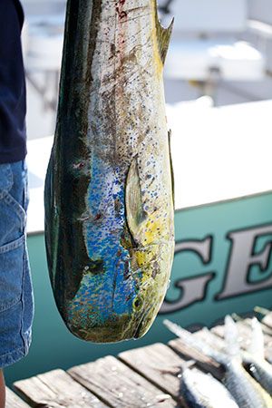 All 83+ Outer Banks Fishing Businesses