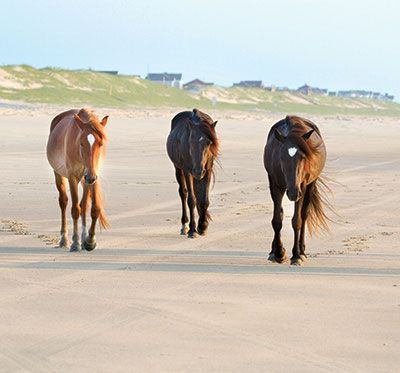 All 78+ Outer Banks Attractions - OBX Guides