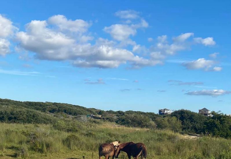 Posts Back Country Wild Horse Safari Outer Banks, NC