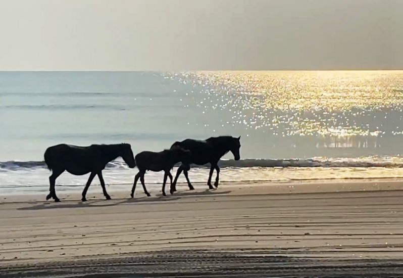Posts Back Country Wild Horse Safari Outer Banks, NC