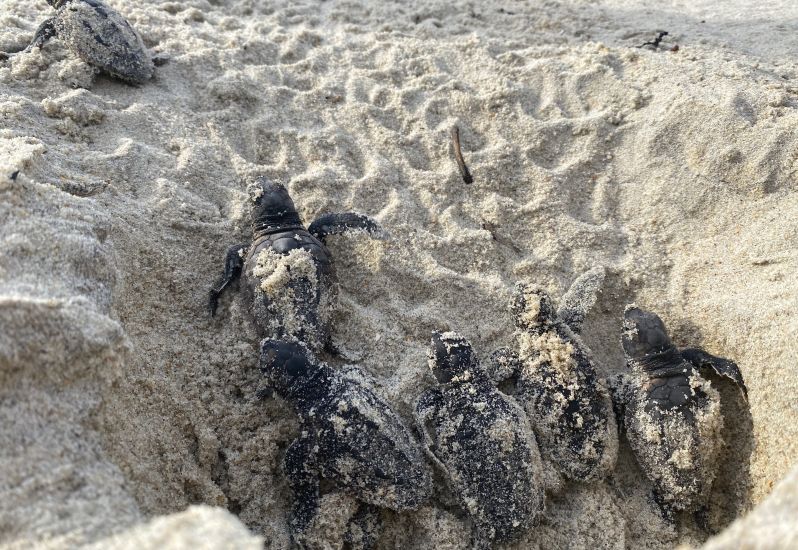 Sea turtle hatchlings leaving their nest on the beach of Cape Hatteras National Seashore. 