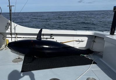bluefin tuna
