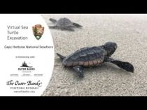 Sea Turtle Experience 
